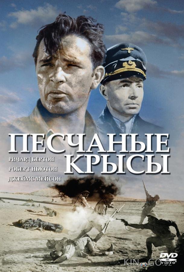 Песчаные крысы Песчаные крысы