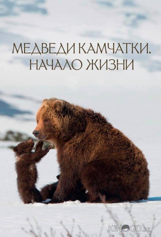 Медведи Камчатки. Начало жизни Медведи Камчатки. Начало жизни
