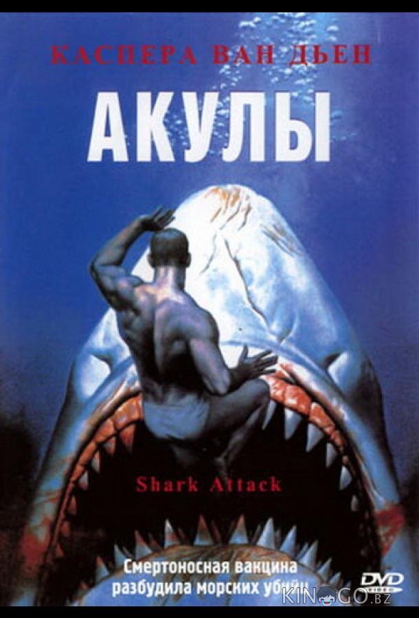 Акулы Акулы