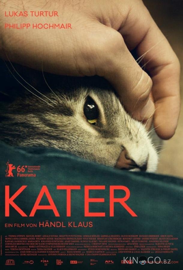 Кот Кот