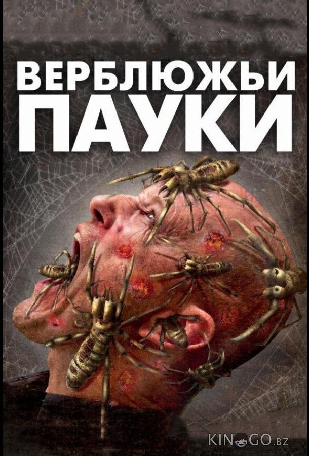 Верблюжьи пауки Верблюжьи пауки