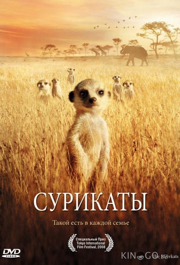 Сурикаты Сурикаты
