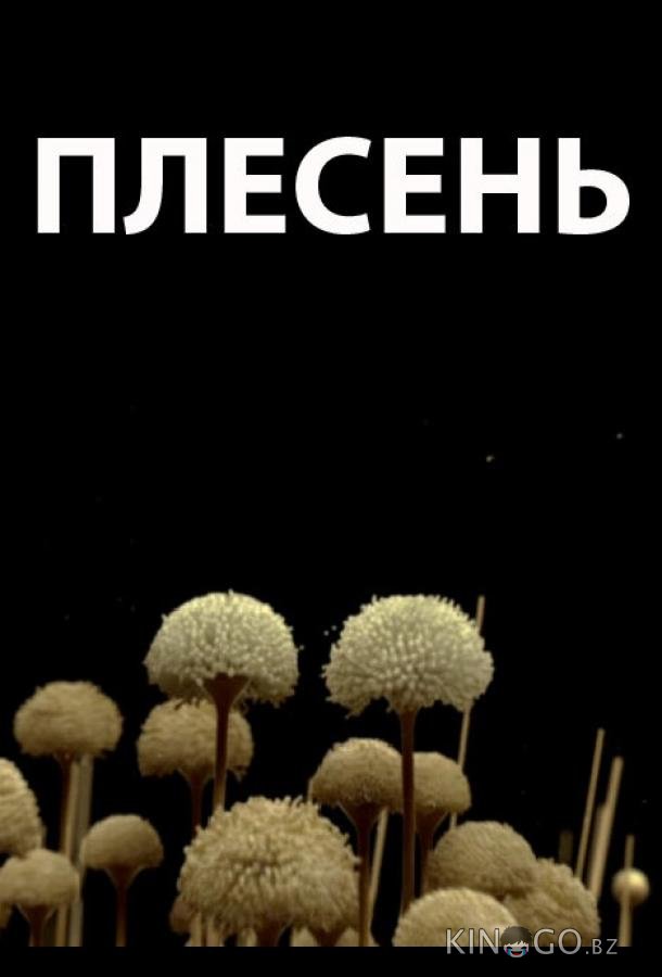 Плесень Плесень