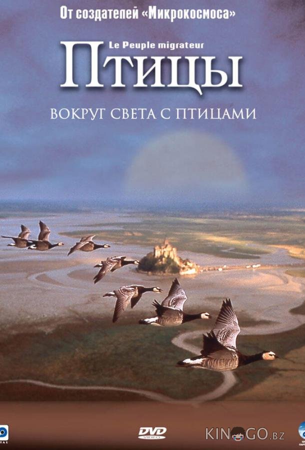 Птицы Птицы