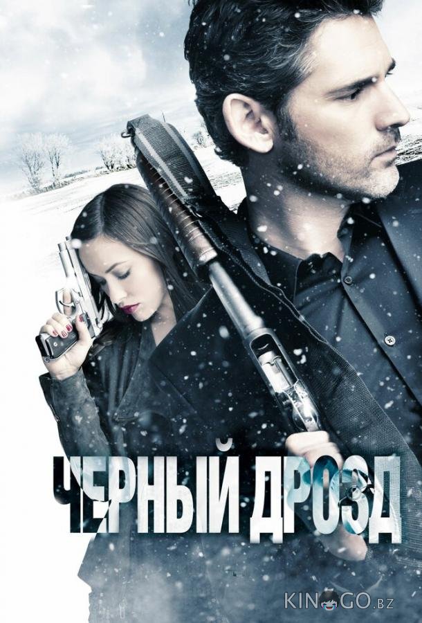 Черный дрозд Черный дрозд