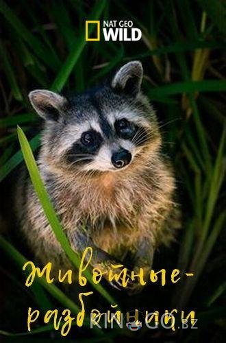 Животные-разбойники Животные-разбойники