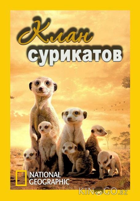 National Geographic. Клан сурикатов National Geographic. Клан сурикатов