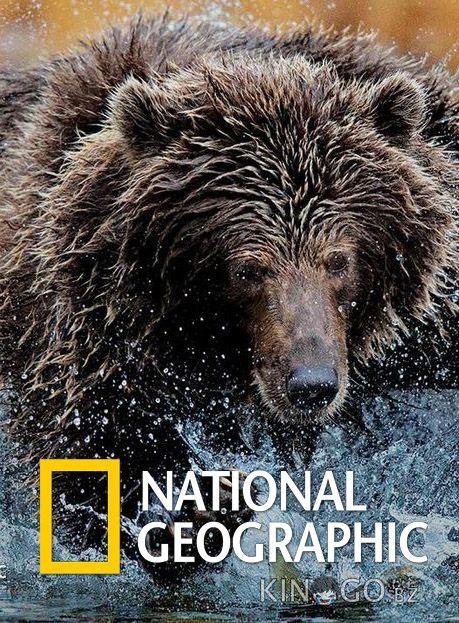 National Geographic. Империя гризли National Geographic. Империя гризли