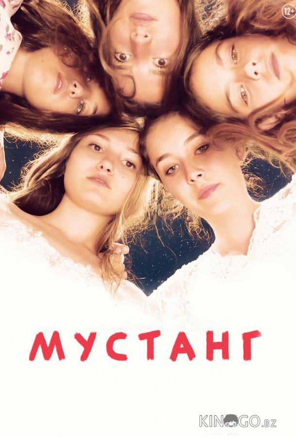 Мустанг Мустанг