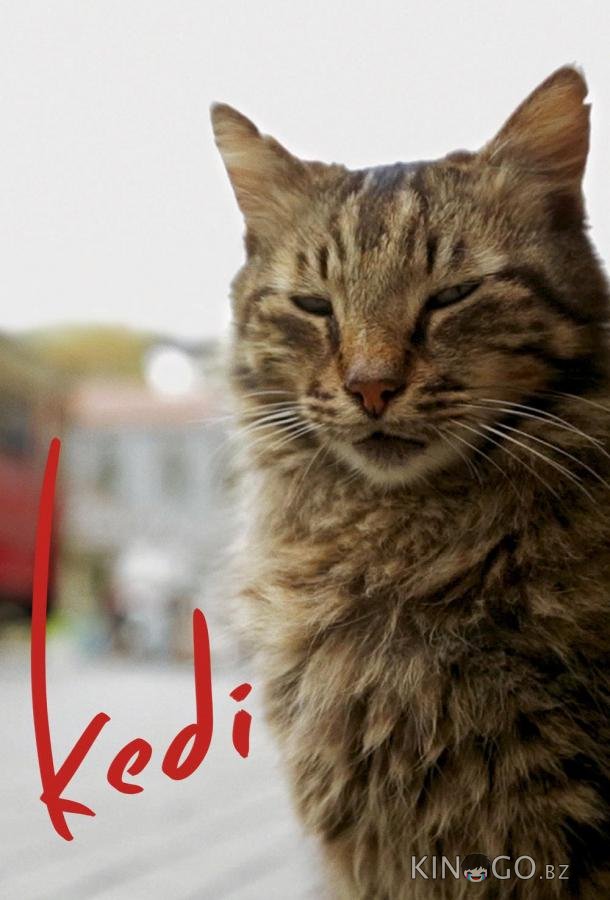 Город кошек / Кот Город кошек / Кот