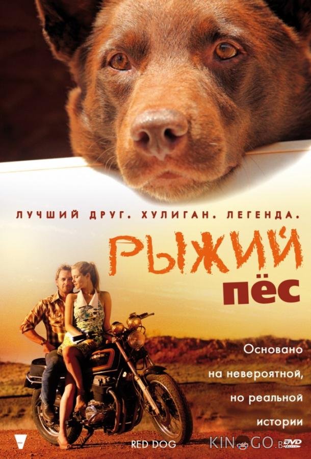 Рыжий пес Рыжий пес